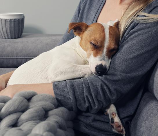 Silvester böllerfrei mit Hund