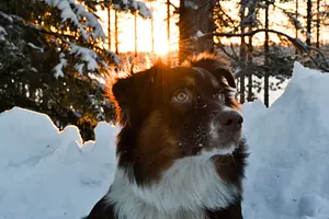 Winterspaß mit Hund