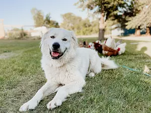 Bauernhof mit Hund