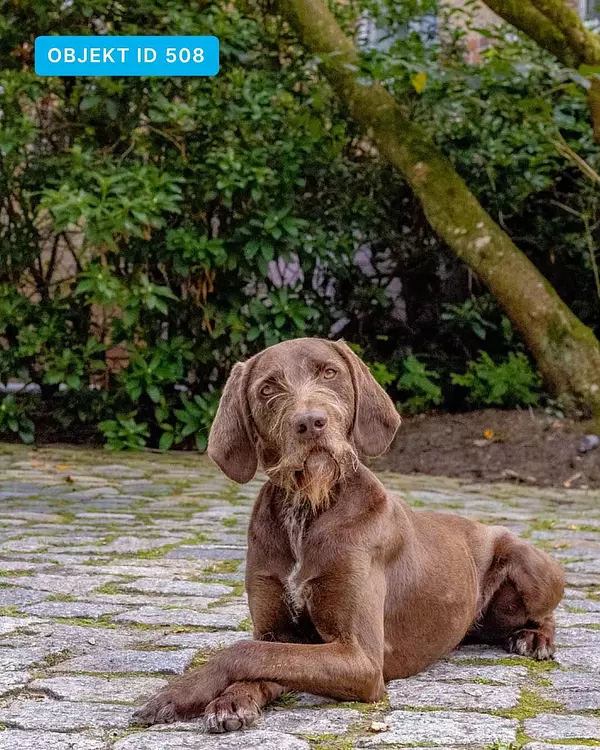 Euer Urlaub mit Hund an der Ostsee